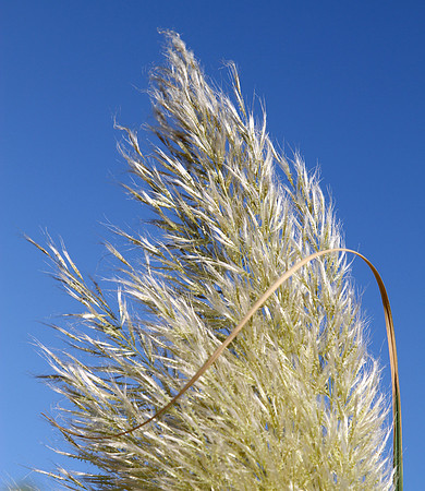 Natural Art ~