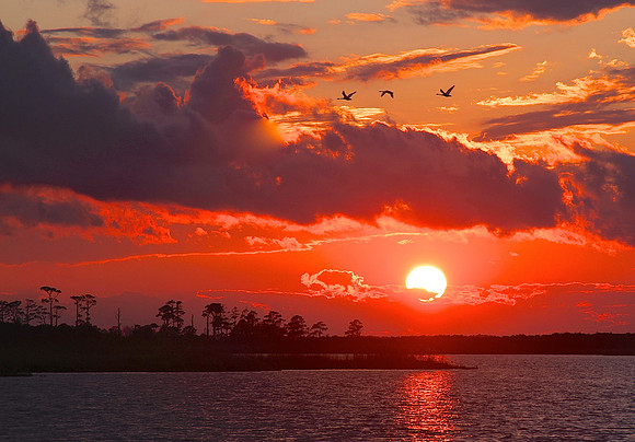 Tundra Swan Sunset ~